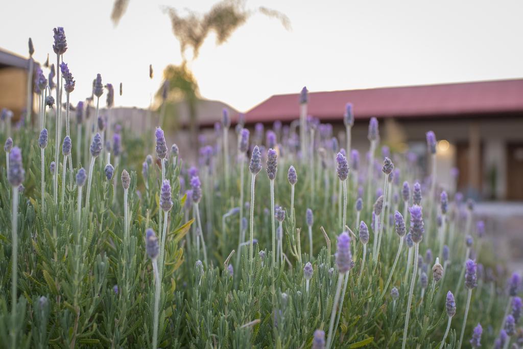 Terra Del Valle Bed & Breakfast Valle de Guadalupe Luaran gambar